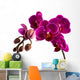 Orchid 