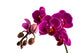 Orchid 