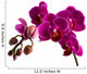 Orchid 