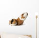 cute guinea pigs Wall Decal