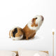 cute guinea pigs Wall Decal
