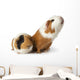 cute guinea pigs Wall Decal