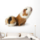 cute guinea pigs Wall Decal
