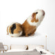 cute guinea pigs Wall Decal