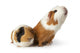 cute guinea pigs Wall Decal