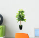 Ficus elastica (Indian Rubber Bush) in black flowerpot on white 