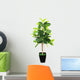 Ficus elastica (Indian Rubber Bush) in black flowerpot on white 