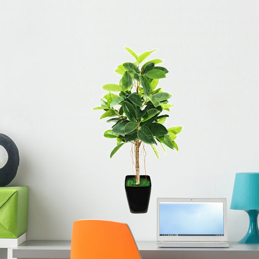 Ficus elastica (Indian Rubber Bush) in black flowerpot on white 