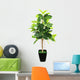 Ficus elastica (Indian Rubber Bush) in black flowerpot on white 