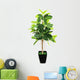 Ficus elastica (Indian Rubber Bush) in black flowerpot on white 