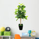 Ficus elastica (Indian Rubber Bush) in black flowerpot on white 