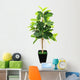 Ficus elastica (Indian Rubber Bush) in black flowerpot on white 