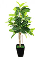 Ficus elastica (Indian Rubber Bush) in black flowerpot on white 