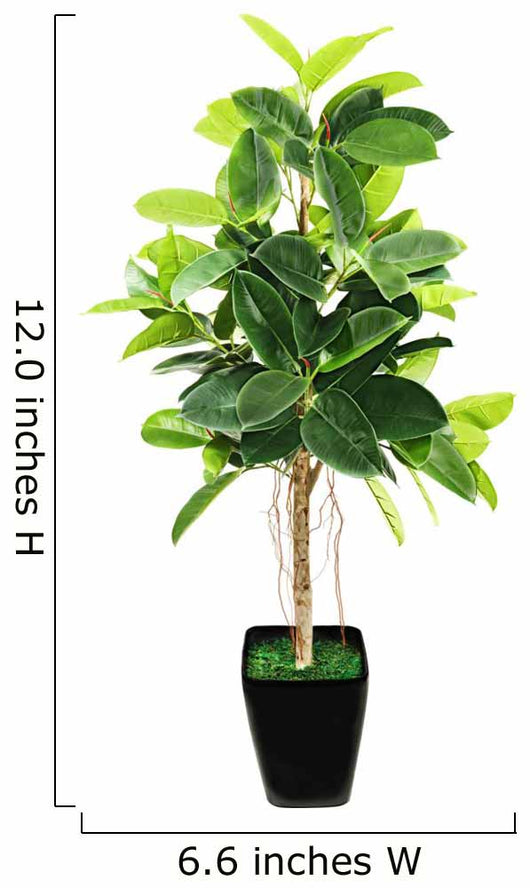 Ficus elastica (Indian Rubber Bush) in black flowerpot on white 