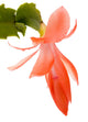 Pink Cactus Flower Wall Decal