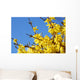 spring bloom forsythia Wall Mural