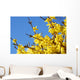 spring bloom forsythia Wall Mural