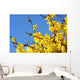 spring bloom forsythia Wall Mural