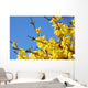 spring bloom forsythia Wall Mural