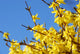 spring bloom forsythia Wall Mural