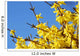 spring bloom forsythia Wall Mural