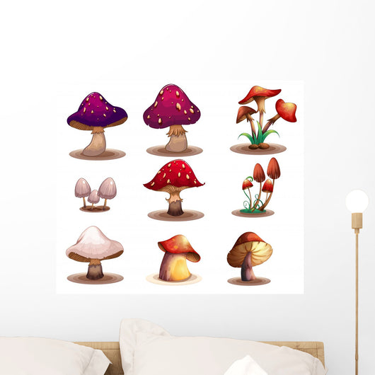 Different kinds of mushrooms 