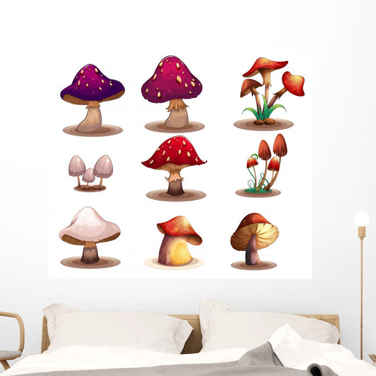 Different kinds of mushrooms 