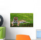 Tiger with Closed Eyes Wall Mural