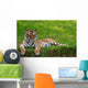 Tiger with Closed Eyes Wall Mural