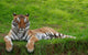Tiger with Closed Eyes Wall Mural