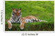 Tiger with Closed Eyes Wall Mural