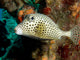 A Spotted Trunkfish in the Caribbean Sea Wall Mural