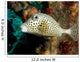 A Spotted Trunkfish in the Caribbean Sea Wall Mural