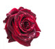 dark red rose Wall Decal