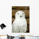 Snow owl Wall Mural