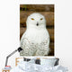 Snow owl Wall Mural