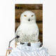 Snow owl Wall Mural