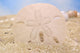 Sand Dollar on Sand Wall Mural