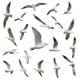Seabirds Seagull Bird Wall Stickers