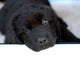 Newfoundland Puppy Wall Decal