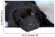 Newfoundland Puppy Wall Decal
