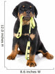 Rottweiler and Leash 