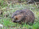 Muskrat Love Wall Decal