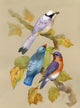 Birds on a Blossoming Tree 