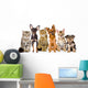 Group of Cats and Dogs in Front. Looking at Camera. Isolated Wall Decal