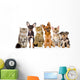 Group of Cats and Dogs in Front. Looking at Camera. Isolated Wall Decal