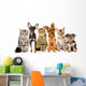 Group of Cats and Dogs in Front. Looking at Camera. Isolated Wall Decal