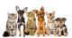 Group of Cats and Dogs in Front. Looking at Camera. Isolated Wall Decal