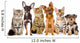 Group of Cats and Dogs in Front. Looking at Camera. Isolated Wall Decal