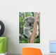 Koala Sleeping 